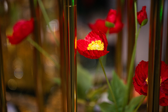 MMP_8566